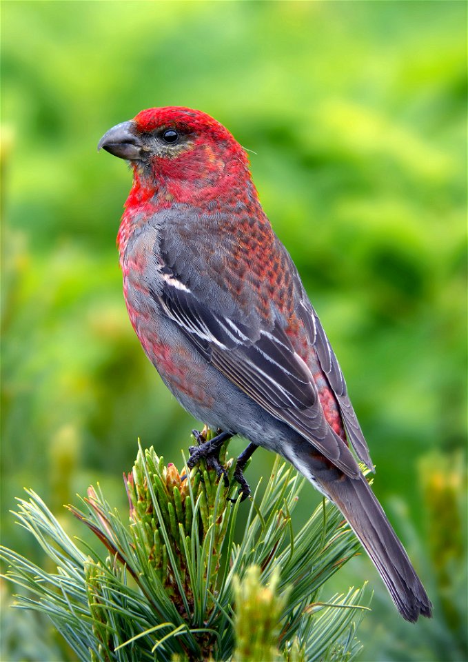 Pine Grosbeak Pinicola enucleator, Asahidake, Hokkaido, Japan