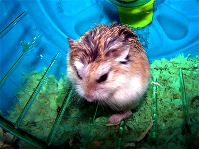 Roborovski Dwarf Hamster photo