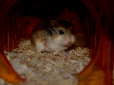 A Roborovski Hamster hiding in the shade photo