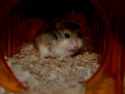 A Roborovski Hamster hiding in the shade