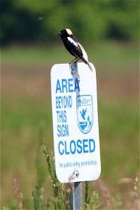 Credit: Ken Sturm/USFWS photo