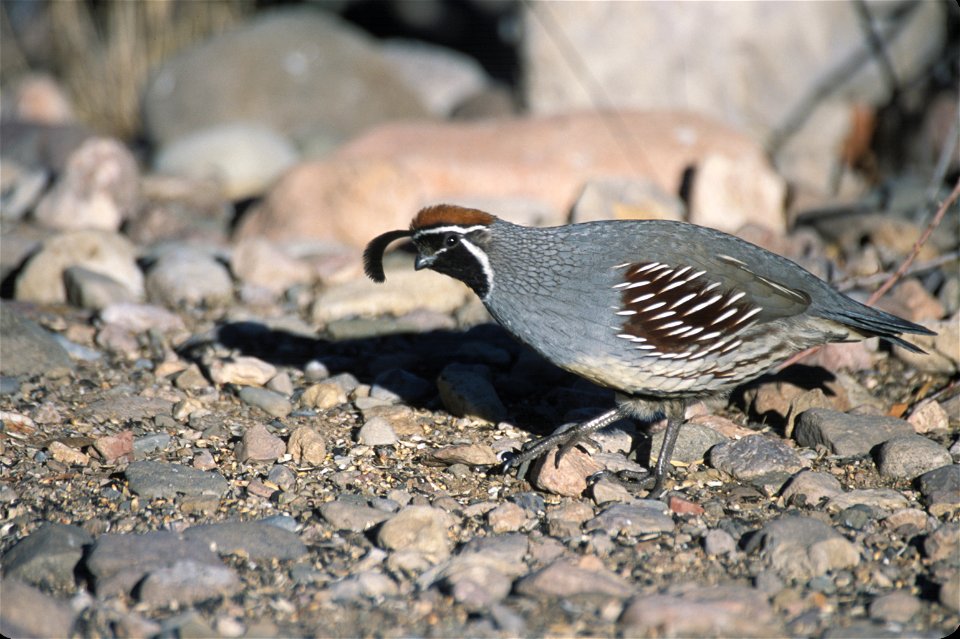 Scientific Name(s): Callipepla gambelii
Common Name(s):  Codorniz chiquiri, gambel's quail

Continent: North America,Country: United States,U.S. State:  Arizona
