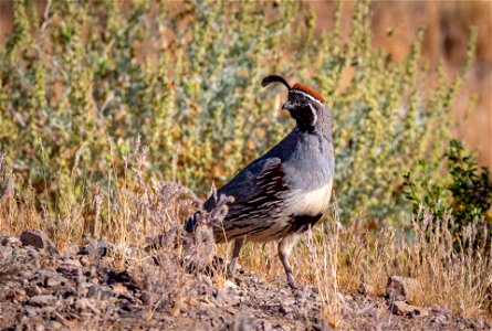 Gambel's Quail