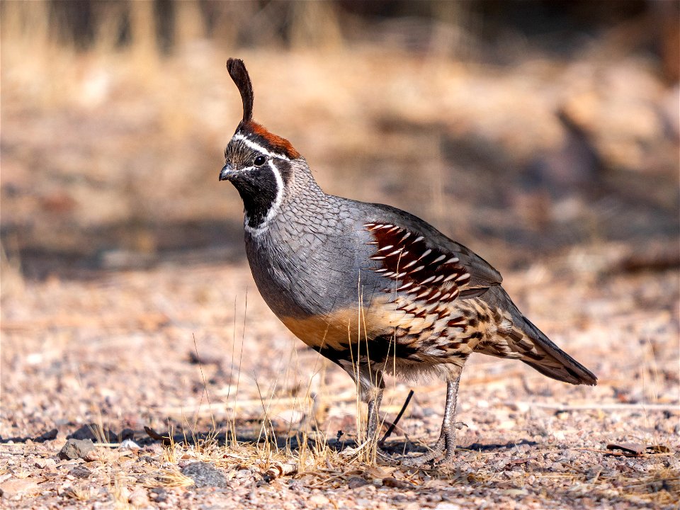 Gambel's Quail