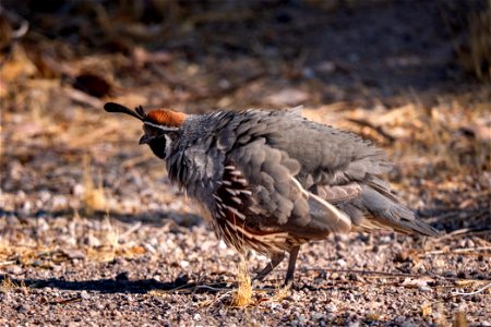 Gambel's Quail