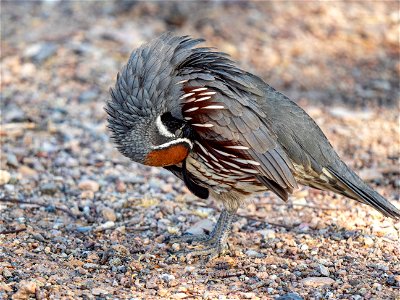 Gambel's Quail