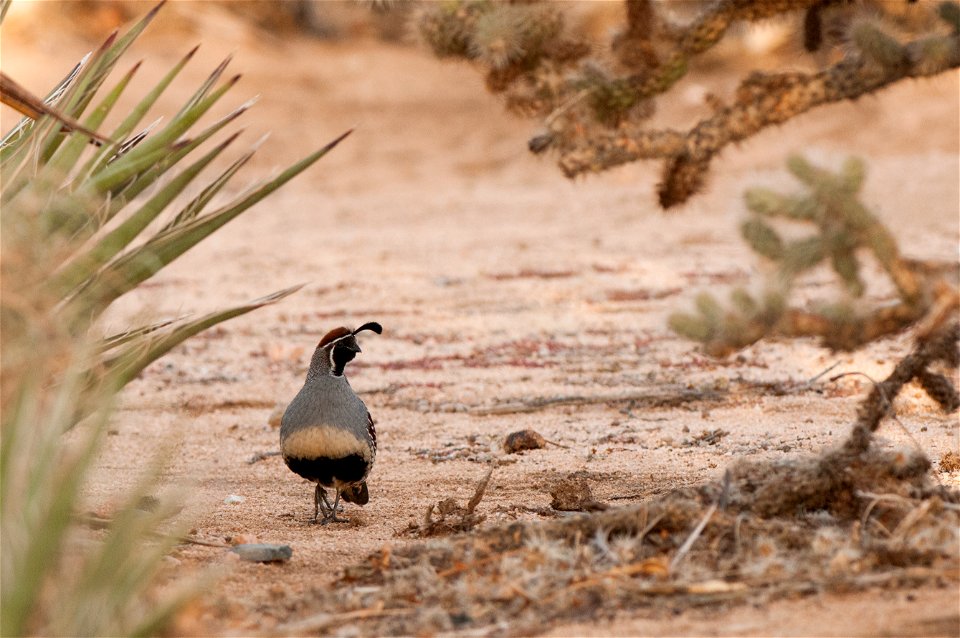 Gambel's quail (Callipepla gambelii), Joshua Tree National Park. NPS/Brad Sutton
