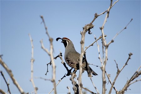 Birds in Joshua Tree National Park: Gambel's quail (Callipepla gambelii)