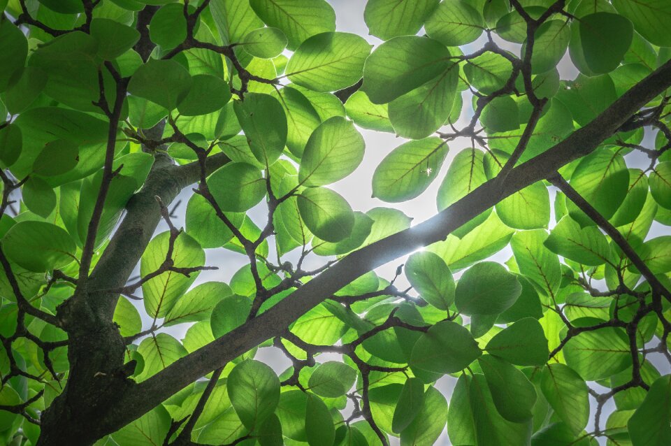 Sunshine light the leaves