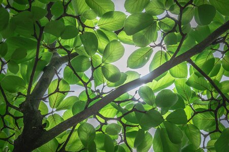 Sunshine light the leaves