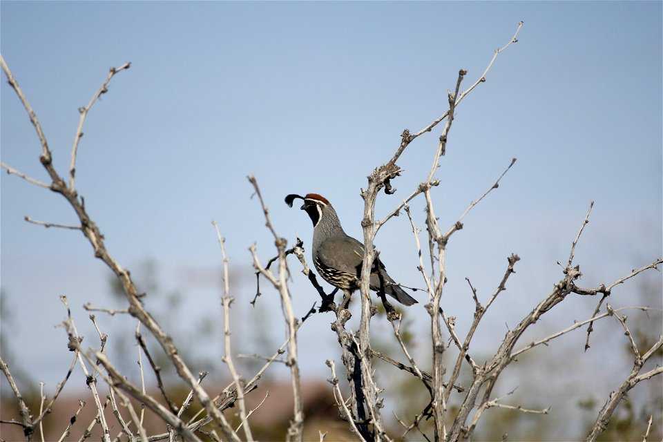 Birds in Joshua Tree National Park: Gambel's quail (Callipepla gambelii)