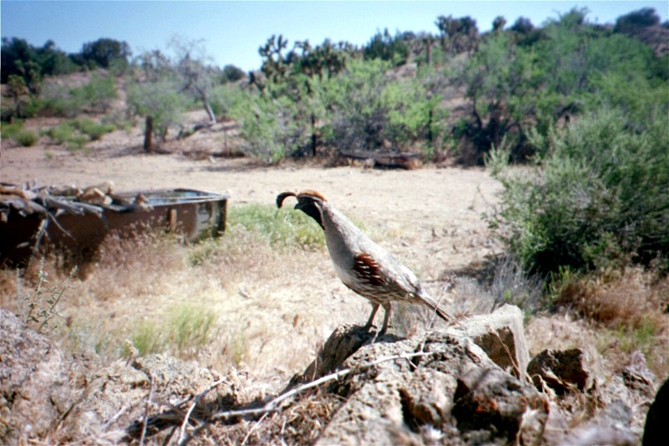 Gambel's quail (Callipepla gambelii), as seen by a camera trap, Mojave National Preserve, California, US