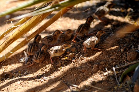 Gambel's quail chicks (Callipepla gambelii), Joshua Tree National Park. NPS/Brad Sutton photo