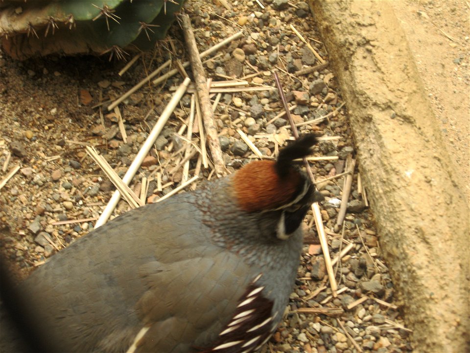 A Gambel's Quail at the Brookfield Zoo.