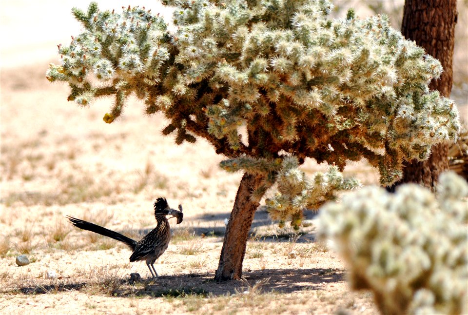 Greater Roadrunner (Geococcyx californianus) with Gambel's quail chick (Callipepla gambelii), Joshua Tree National Park. NPS/Brad Sutton