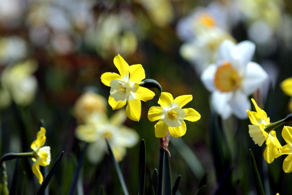 Plant yellow closeup
