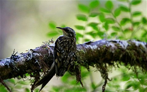 Brown Creeper

You are free to use this image with the following photo credit: Peter Pearsall/U.S. Fish and Wildlife Service