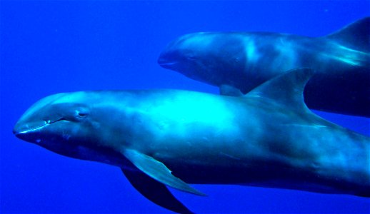 Pacific Remote Islands Marine National Monument. Photo credit: Kydd Pollock
