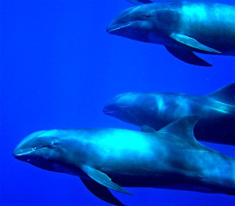 Pacific Remote Islands Marine National Monument. Photo credit: Kydd Pollock