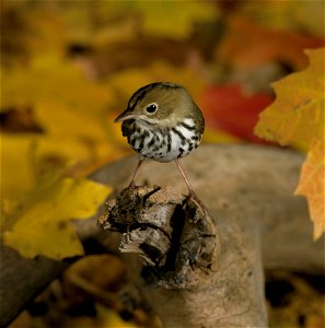 Ovenbird on a log