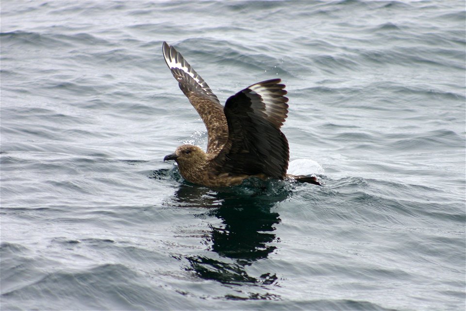 Picture taken off the coast of St Kilda, Western Scotland 2005.