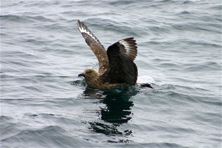 Picture taken off the coast of St Kilda, Western Scotland 2005.