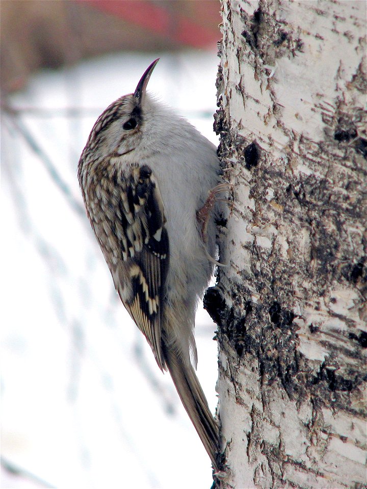 Eurasian Treecreeper (Certhia familiaris) on trunk of a birch (Betula pendula f. tristis). Photo taken in Ikaalinen, Finland.