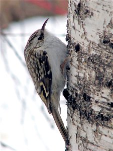 Eurasian Treecreeper (Certhia familiaris) on trunk of a birch (Betula pendula f. tristis). Photo taken in Ikaalinen, Finland.