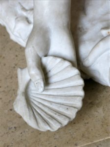 Nymph shell. Louvre museum (Paris, France).