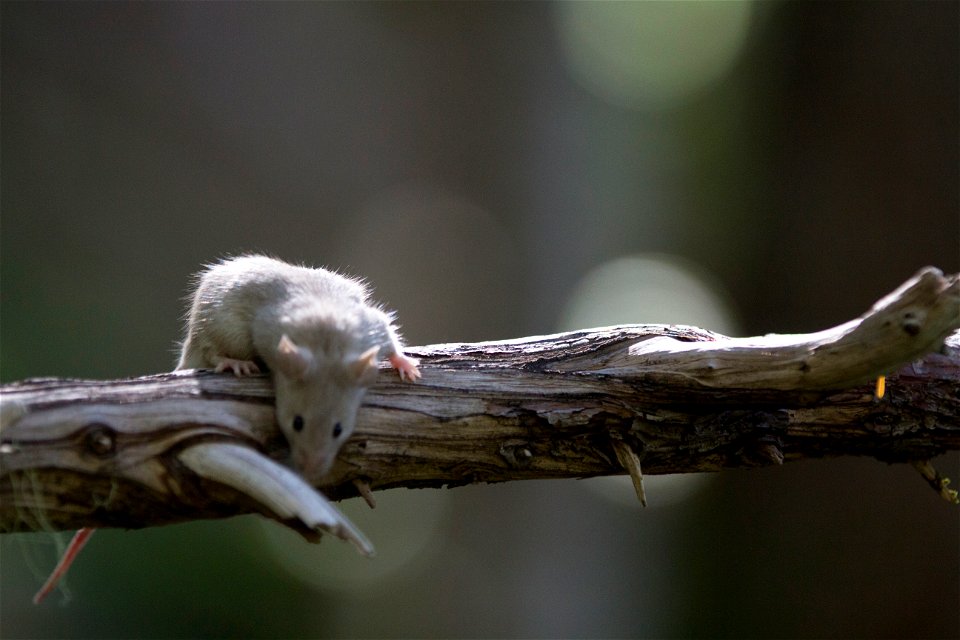 Deer mouse (Peromyscus maniculatus) (Per https://www.nps.gov/mora/learn/nature/rodents.htm#CP_JUMP_677822 the "deer mouse" in that national park is P. maniculatus)