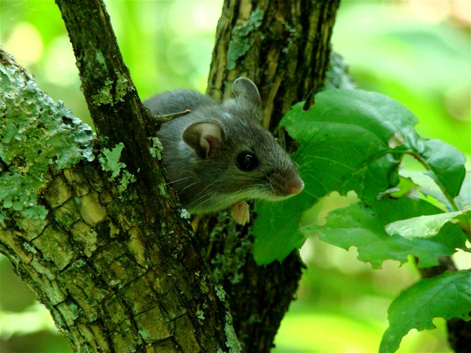 Marais des Cygnes National Wildlife Refuge has diverse and productive animal communities. 

Photo credit: USFWS