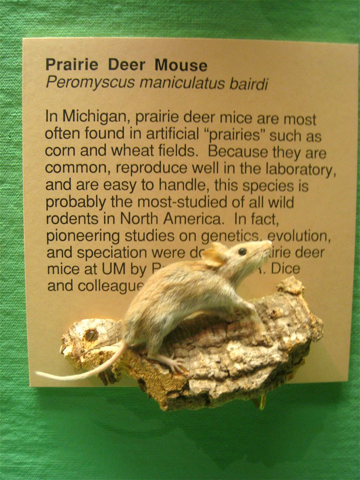 Peromyscus maniculatus. Exhibit Museum of Natural History, University of Michigan, 1109 Geddes Avenue, Ann Arbor, Michigan, USA.