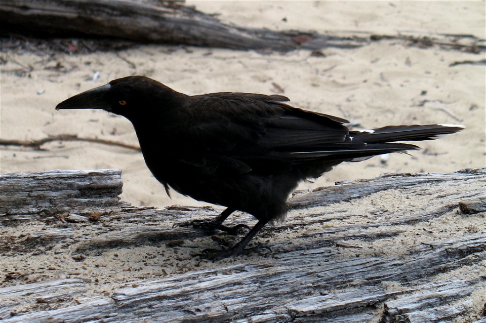 A Black Currawong (Strepera fuliginosa) in the Cradle Mountain-Lake St Clair National Park.