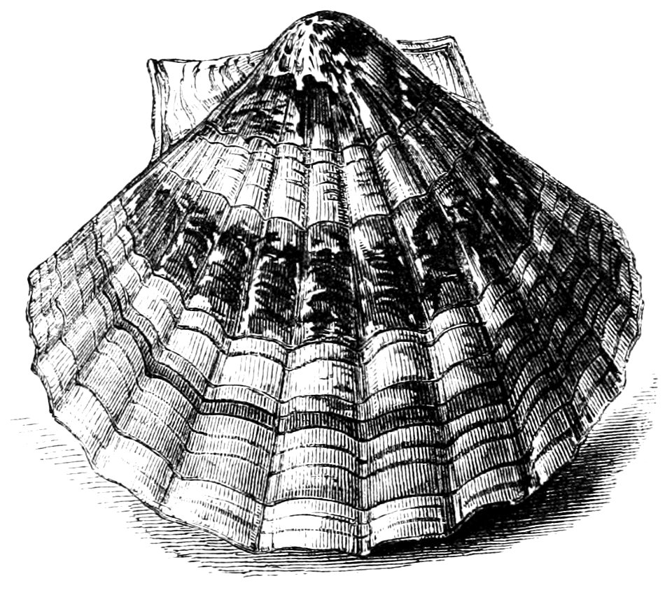 Illustration from Natural History: Mollusca (1854), p. 6 - "The Great Scallop" [Pecten maximus]