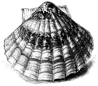 Illustration from Natural History: Mollusca (1854), p. 6 - "The Great Scallop" [Pecten maximus]