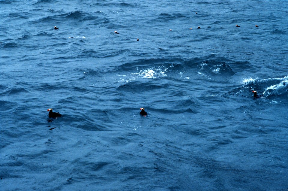 Tufted puffins looking for dinner.  Alaska, Kenai Fiords.