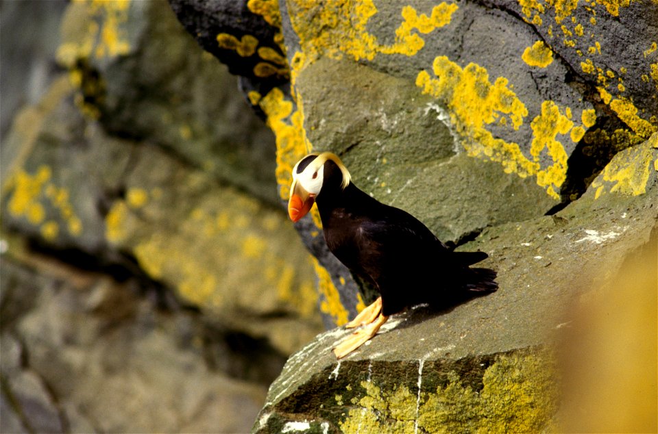 A tufted puffin. Photo #1 of sequence. Alaska, Pribilof Islands, St. Paul.