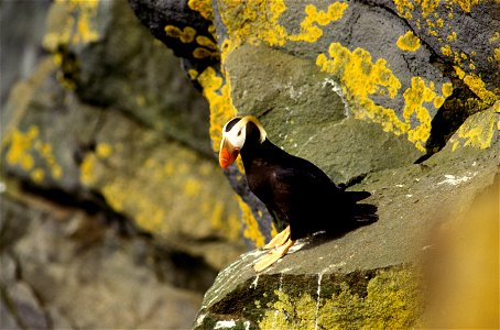 A tufted puffin. Photo #1 of sequence. Alaska, Pribilof Islands, St. Paul.