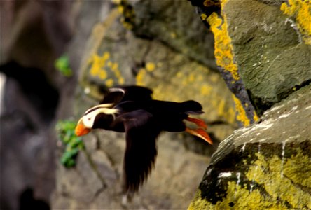 A tufted puffin in flight. Photo #1 of sequence. Alaska Pribilof Islands, St. Paul.