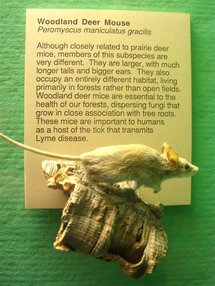 Peromyscus maniculatus. Exhibit Museum of Natural History, University of Michigan, 1109 Geddes Avenue, Ann Arbor, Michigan, USA.