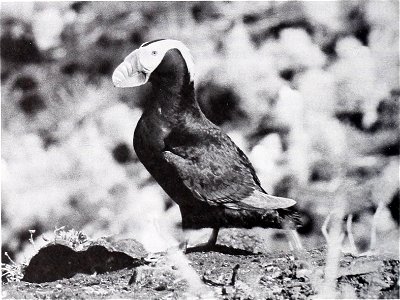 Tufted Puffin, Shaiak Island, July 1976. Photograph by Margaret R. Petersen
: Birds of the Kilbuck and Ahklun mountain region, Alaska
Identifier: birdsofkilbuckah76pete (find matches)
Year: 1991 (1990