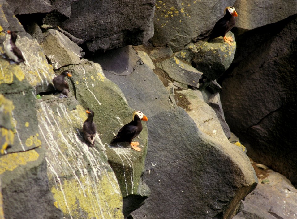 One parakeet auklet, two crested auklets, and two tufted puffins. Alaska, Pribilof Islands, St. Paul.