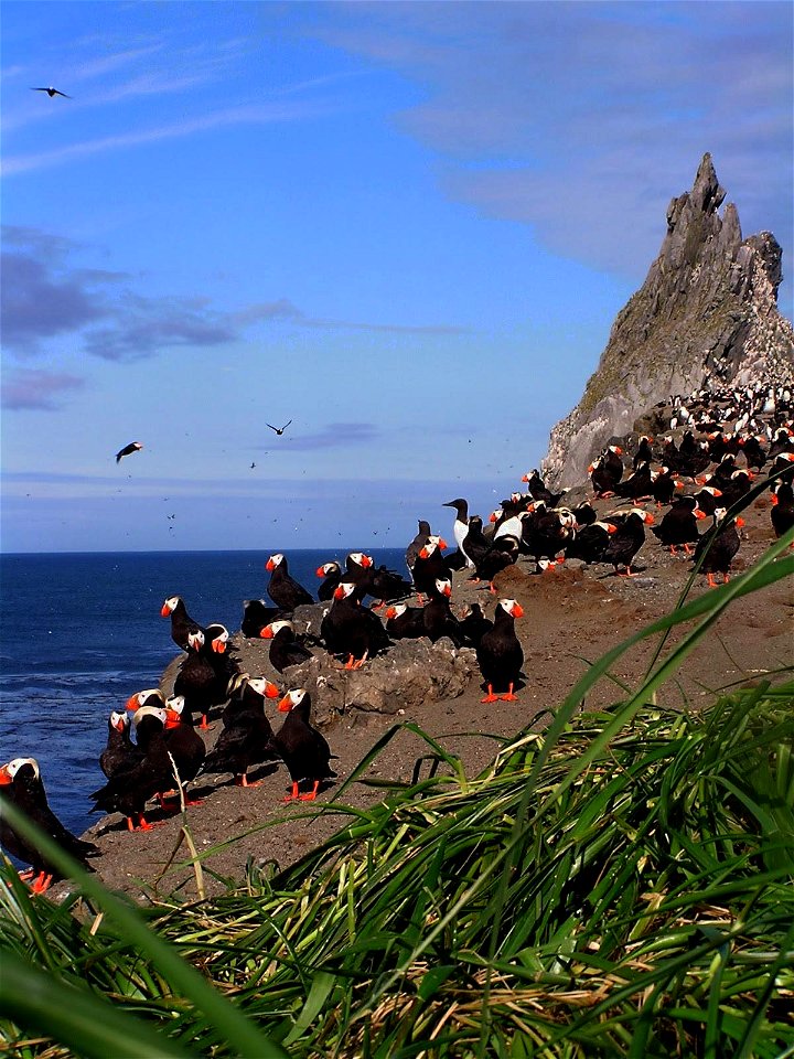 group of Tufted Puffins (and a couple of Murres) on Bogoslof Island by Judy Alderson/USFWS.