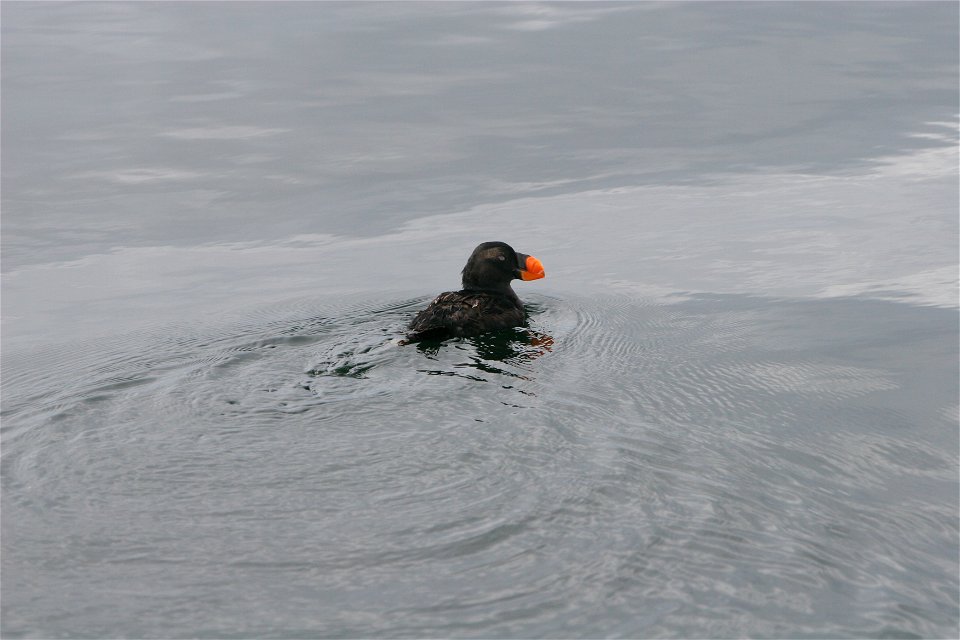 Tufted Puffin (Fratercula cirrhata) in non-breeding plumage sitting on water. California, Cordell Bank National Marine Sanctuary.