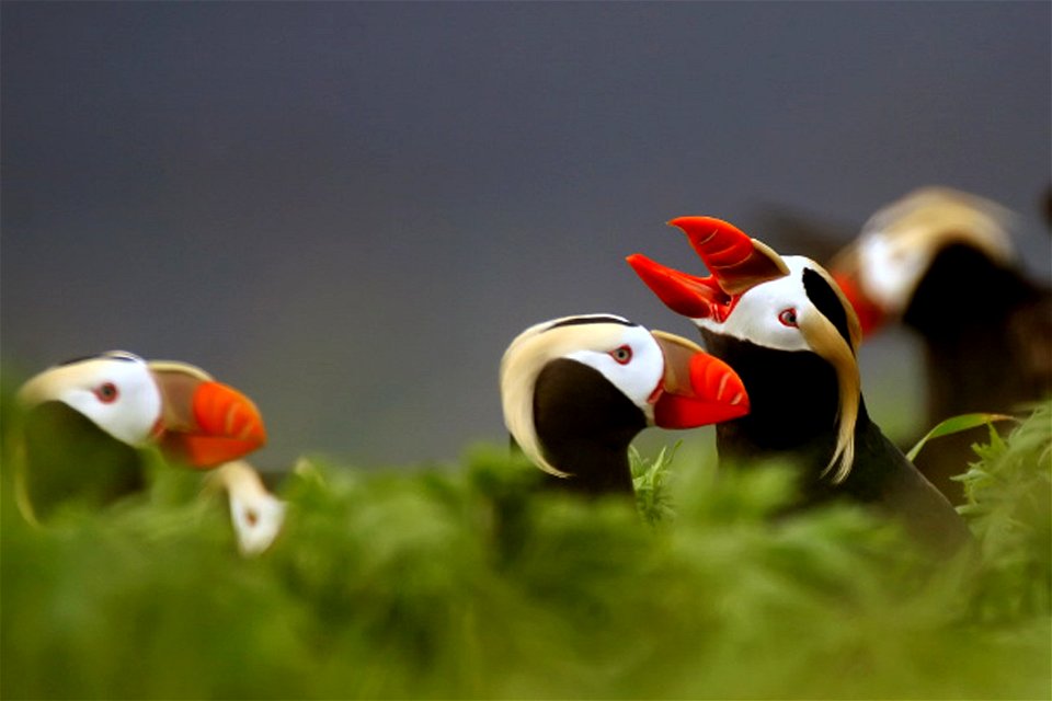 Tufted Puffins Fratercula cirrhata, Tangik Island, Alaska Maritime Refuge, by Steve Ebbert, USFWS