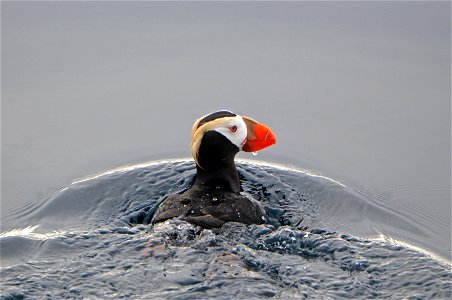 Tufted Puffin, the species most affected by a recent seabird die-off in the Pribilof Islands, AK. Near Dutch Harbor in the Aleutian Islands, Alaska
