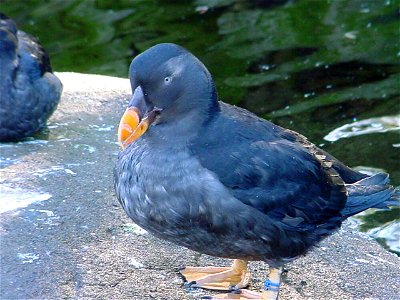 A Tufted Puffin in winter plumage
