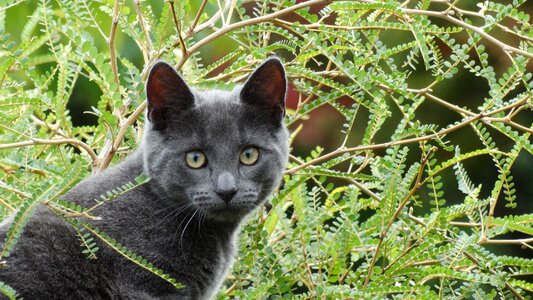 Nature pet kitten photo