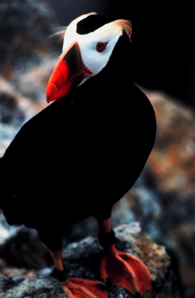Tufted Puffin, Gulf of the Farallones NMS, California