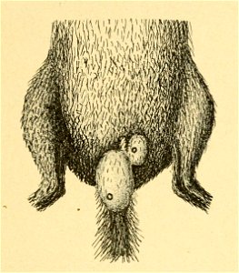 Fig. 129. Larvae of emasculating bot-fly (Cuterebra sp.) in striped gopher; shows a portion of a striped gopher with larvae of the emasculating bot fly in the scrotal region. photo